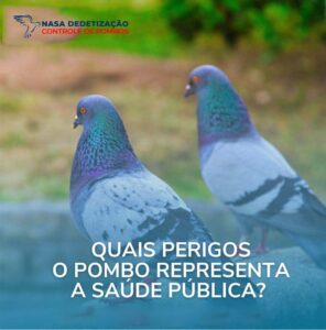 Quais as Doenças que os Pombos Podem Transmitir?